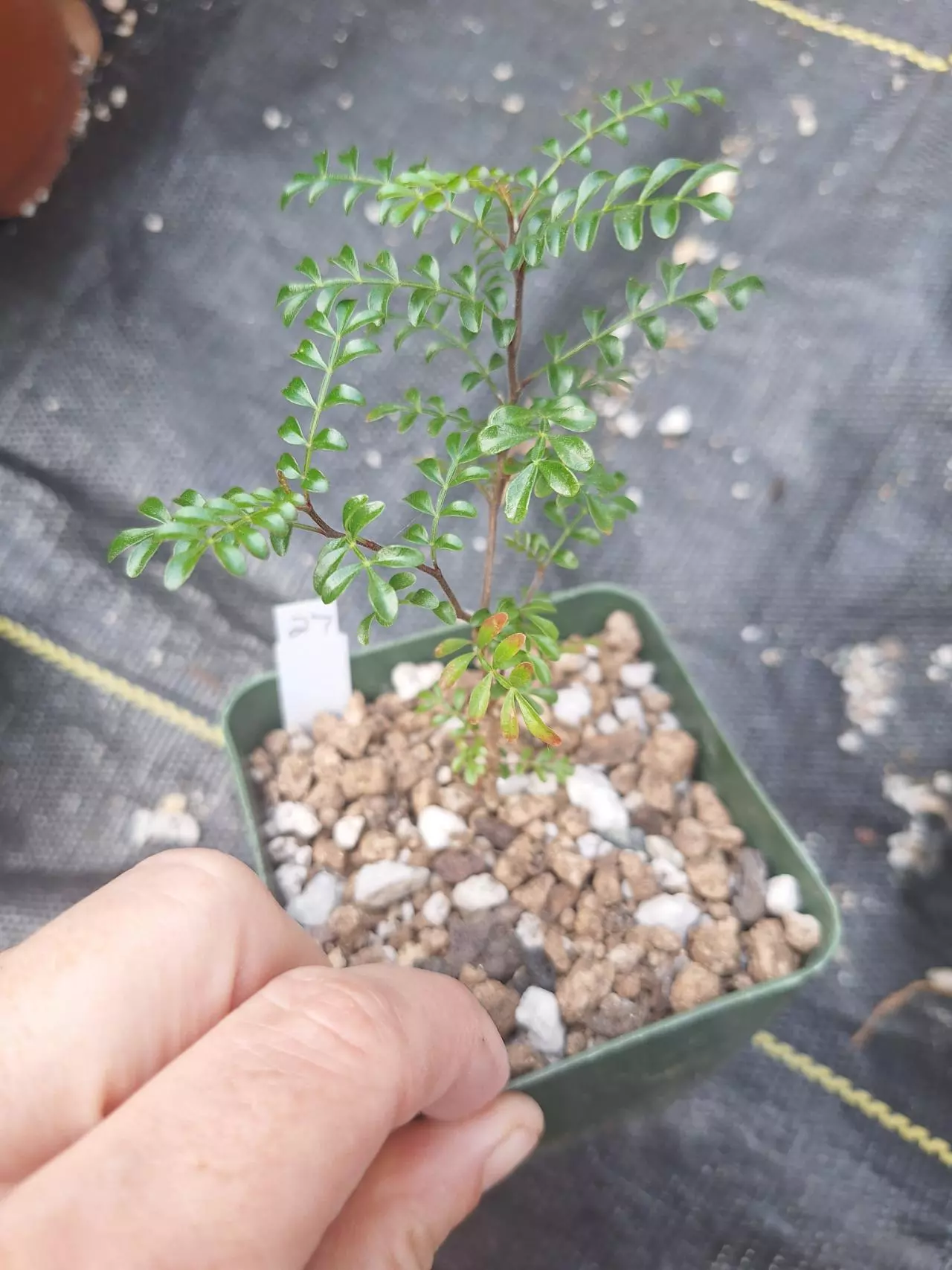 plant/27. Operculicarya decaryi (seed grown) in 4"-0