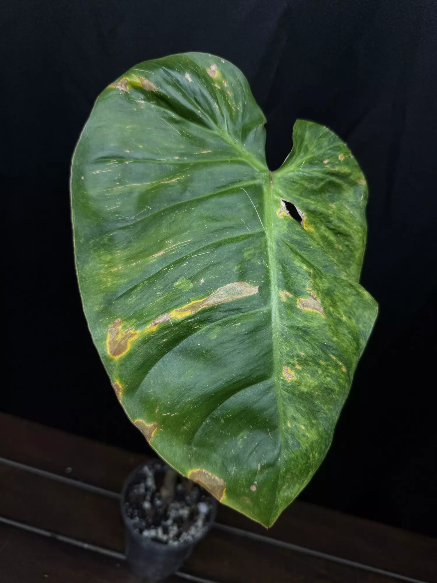 plant/Philodendron El Choco x Var. Billie-2
