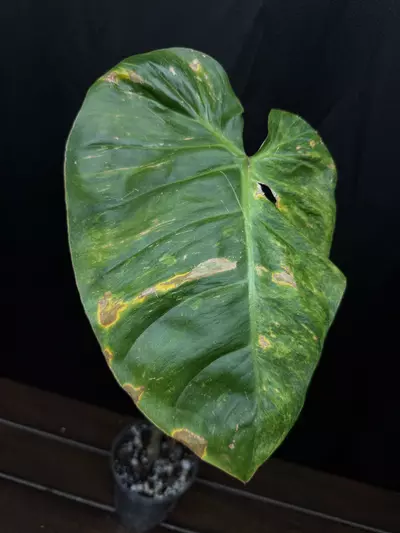 plant/Philodendron El Choco x Var. Billie-2-thumbnail