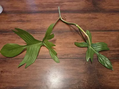 plant/Mature Orange Princess Var Top Cut with FL Ghost Cut-2-thumbnail