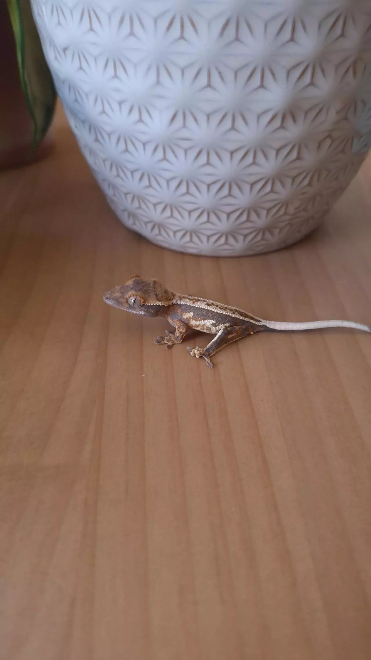 plant/Vidalia - Crested gecko-0
