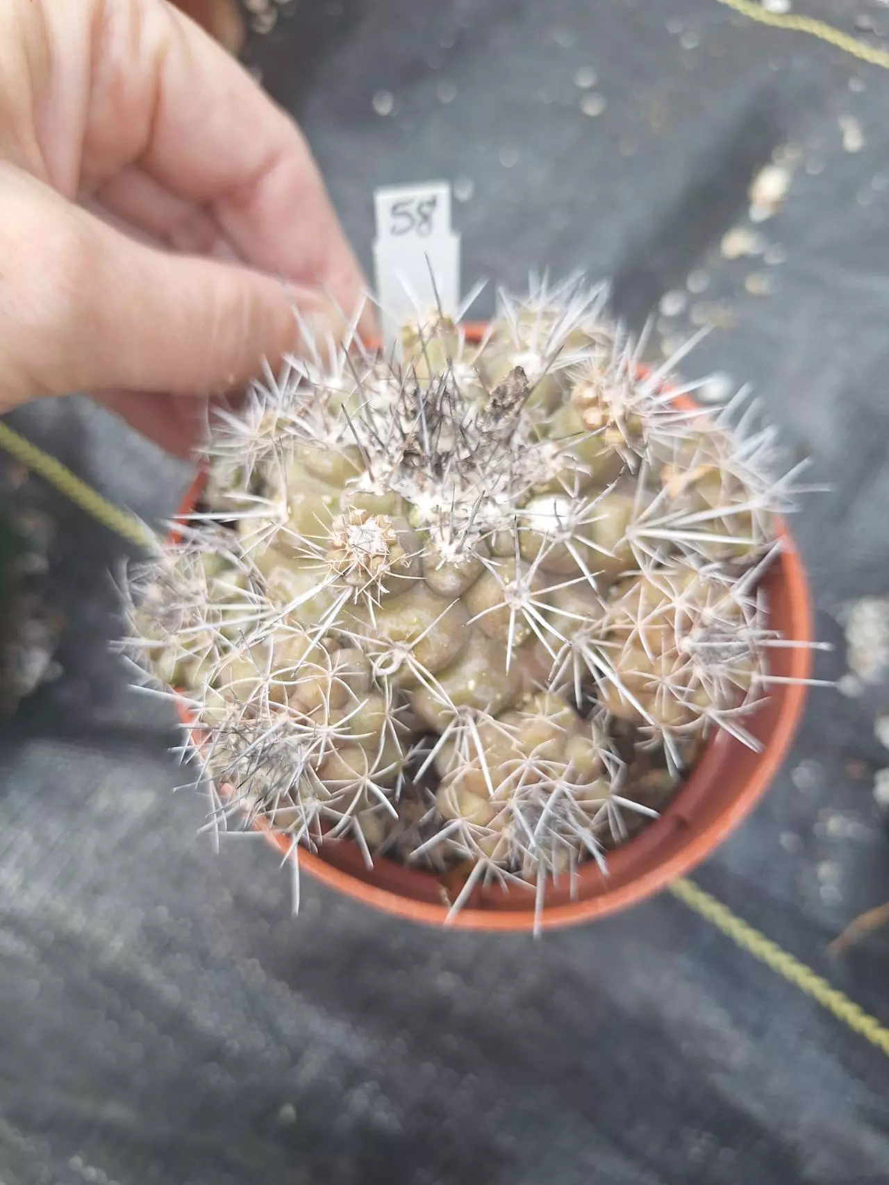 plant/58. Copiapoa humilis in 4"-0