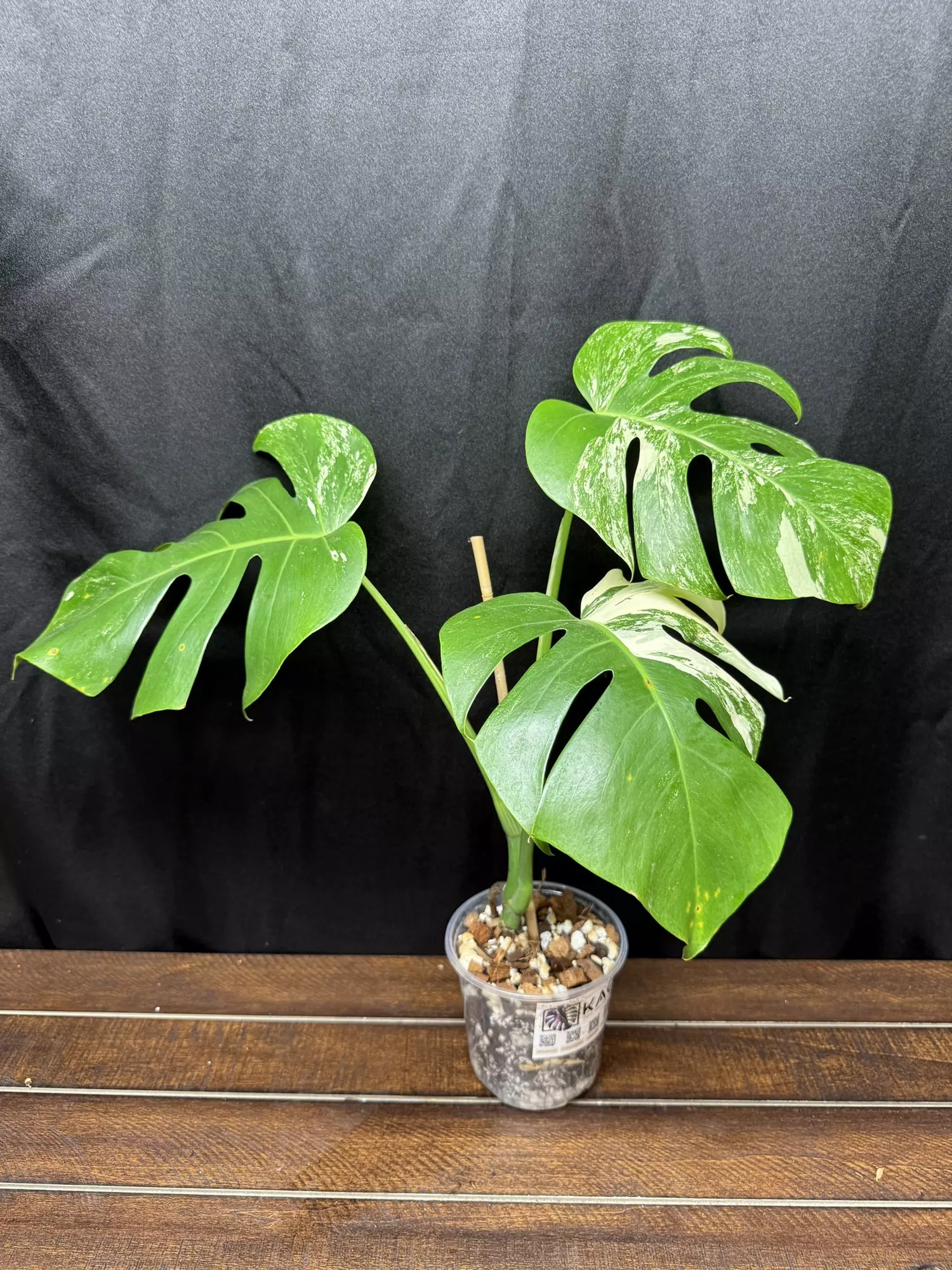plant/Monstera Albo-1