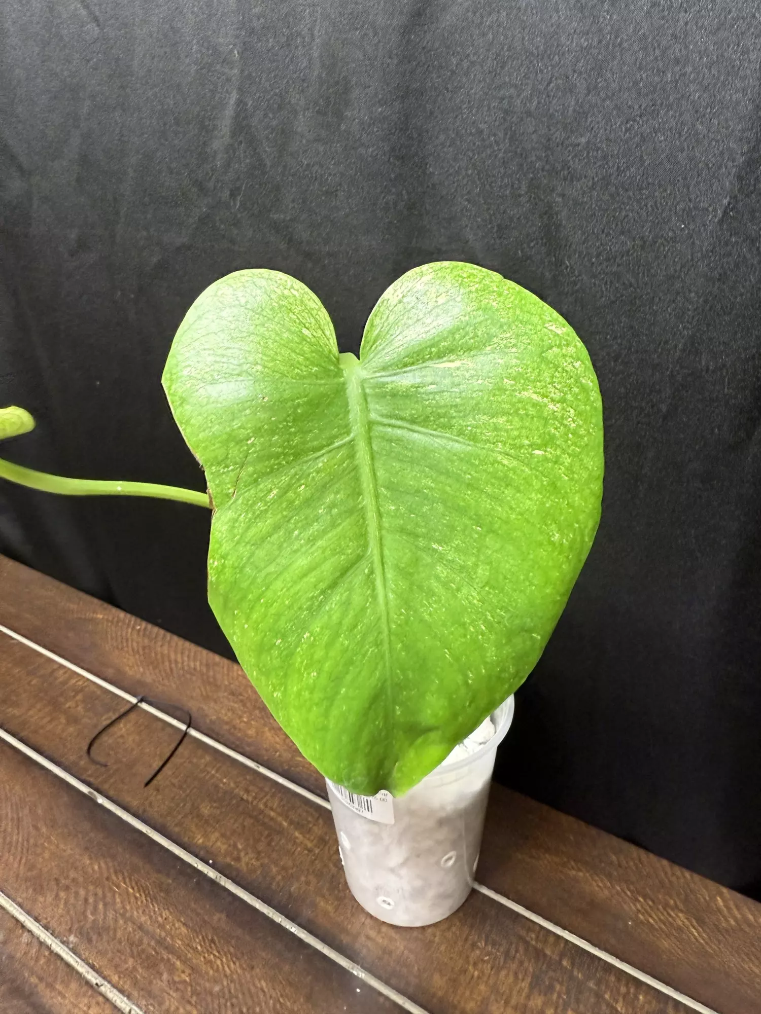 plant/Monstera Silver Star-1