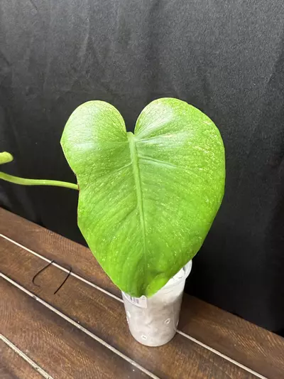 plant/Monstera Silver Star-1-thumbnail