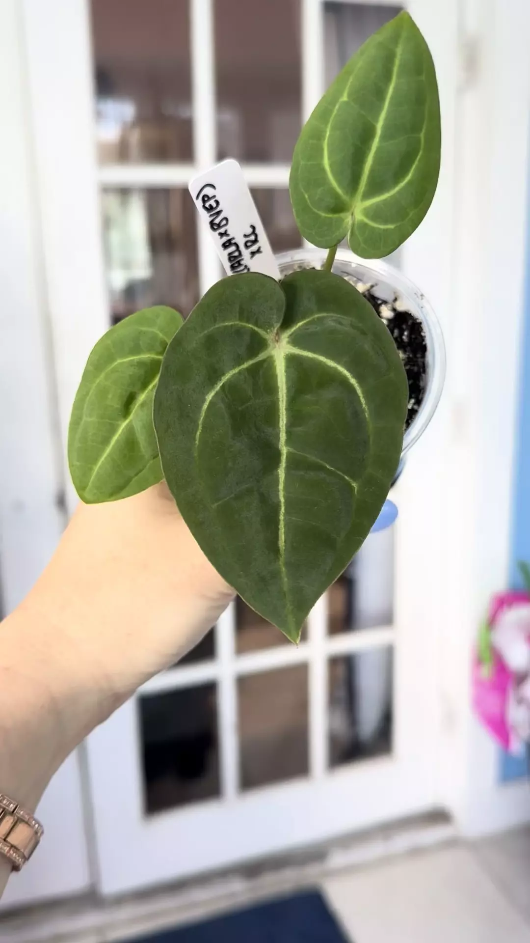 plant/Exact seedling (Carla x BVEP) x purple crystal-1