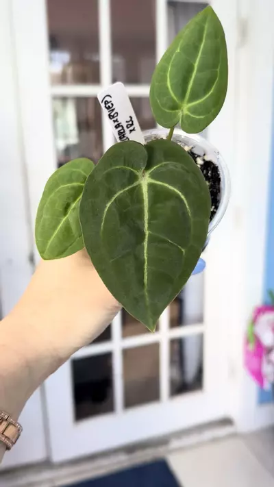 plant/Exact seedling (Carla x BVEP) x purple crystal-1-thumbnail