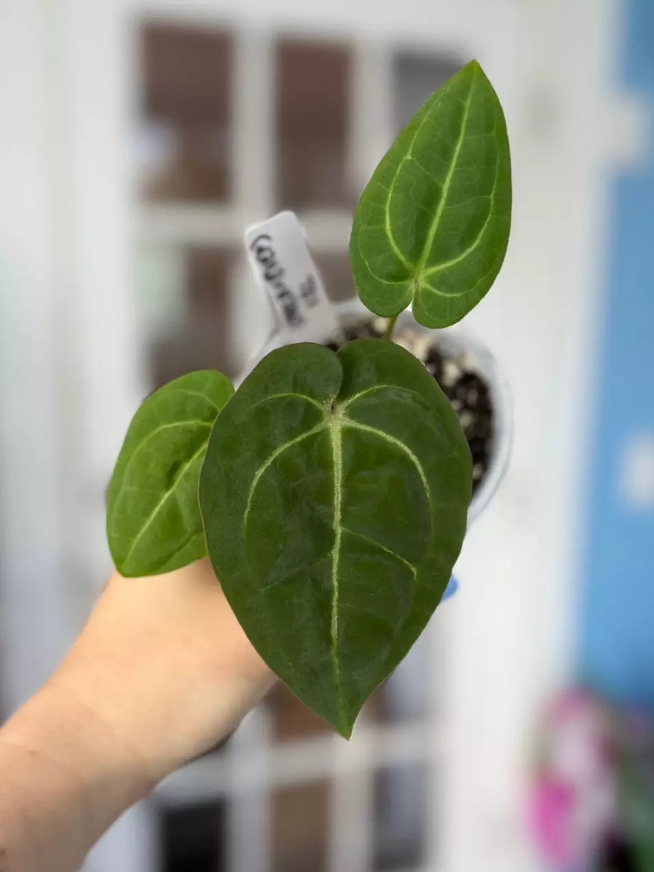 plant/Exact seedling (Carla x BVEP) x purple crystal-0