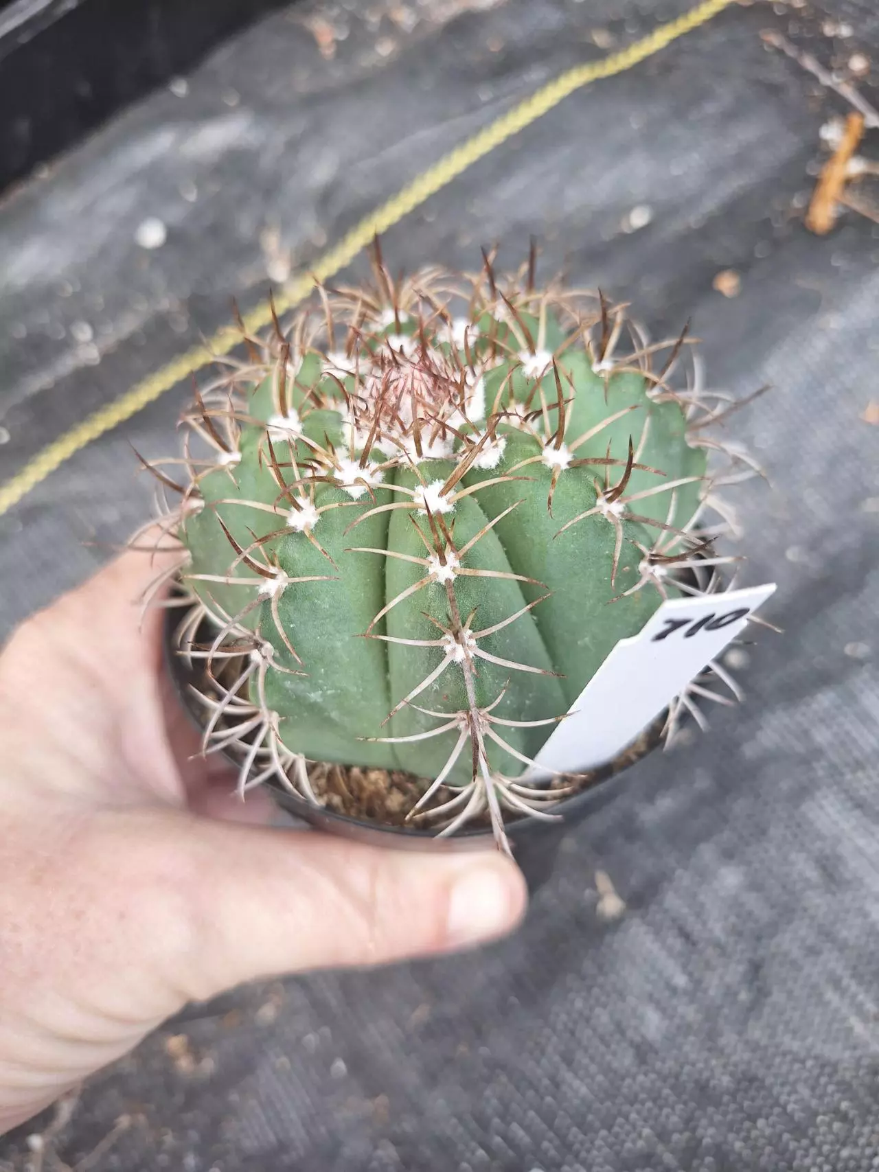 plant/710. Melocactus matanzanus in 3.5"-1