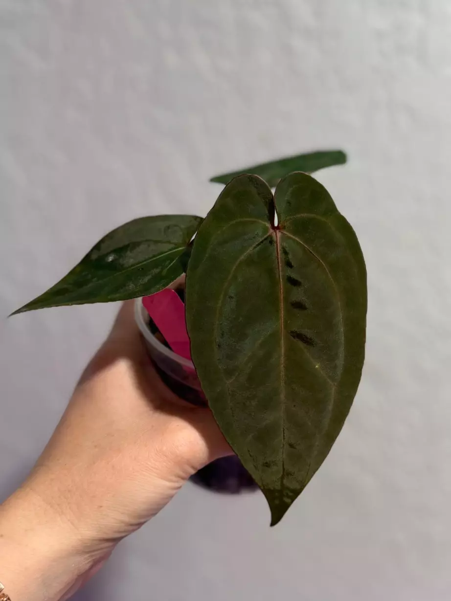 plant/Ace of purple self x RVDP-0