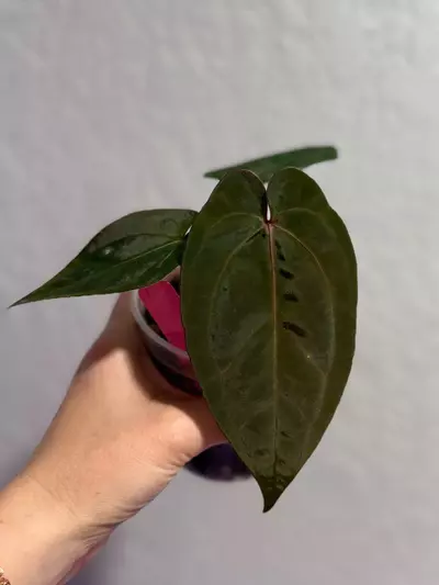 plant/Ace of purple self x RVDP-0-thumbnail