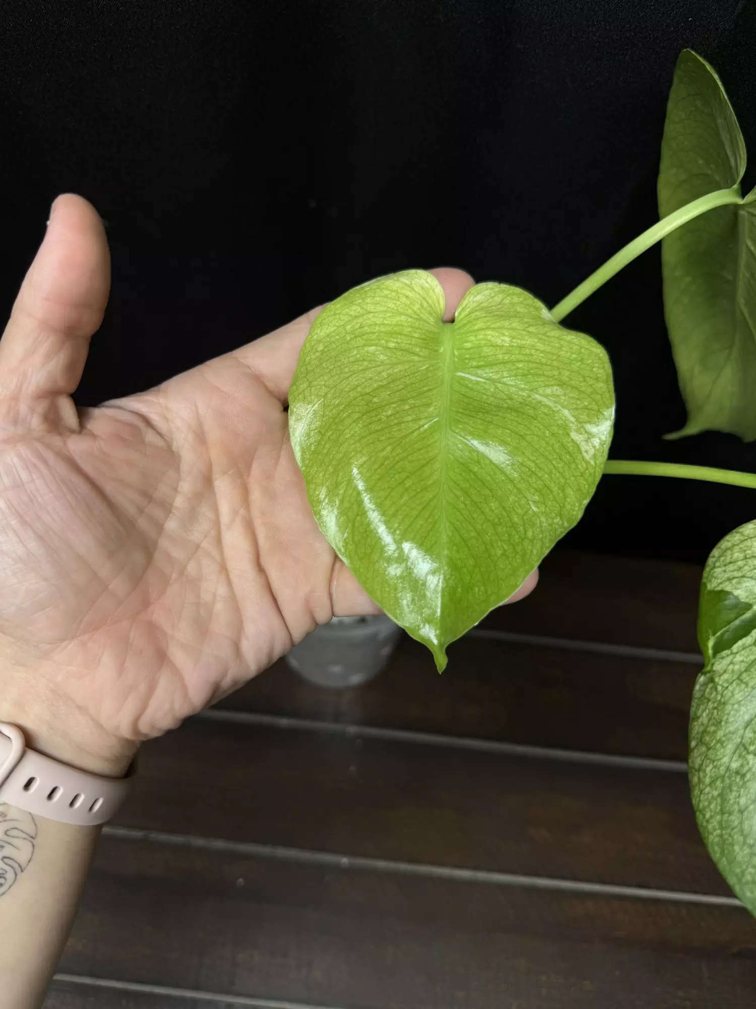 plant/Monstera Silver Star-2