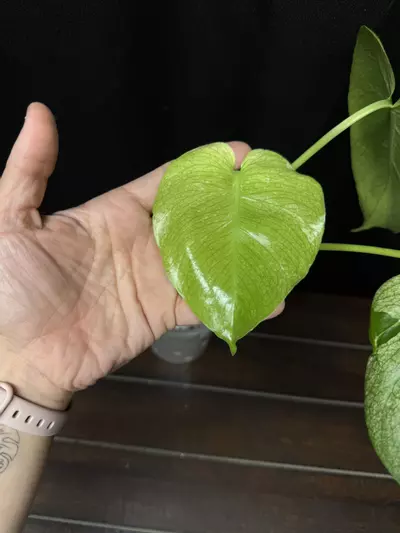 plant/Monstera Silver Star-2-thumbnail