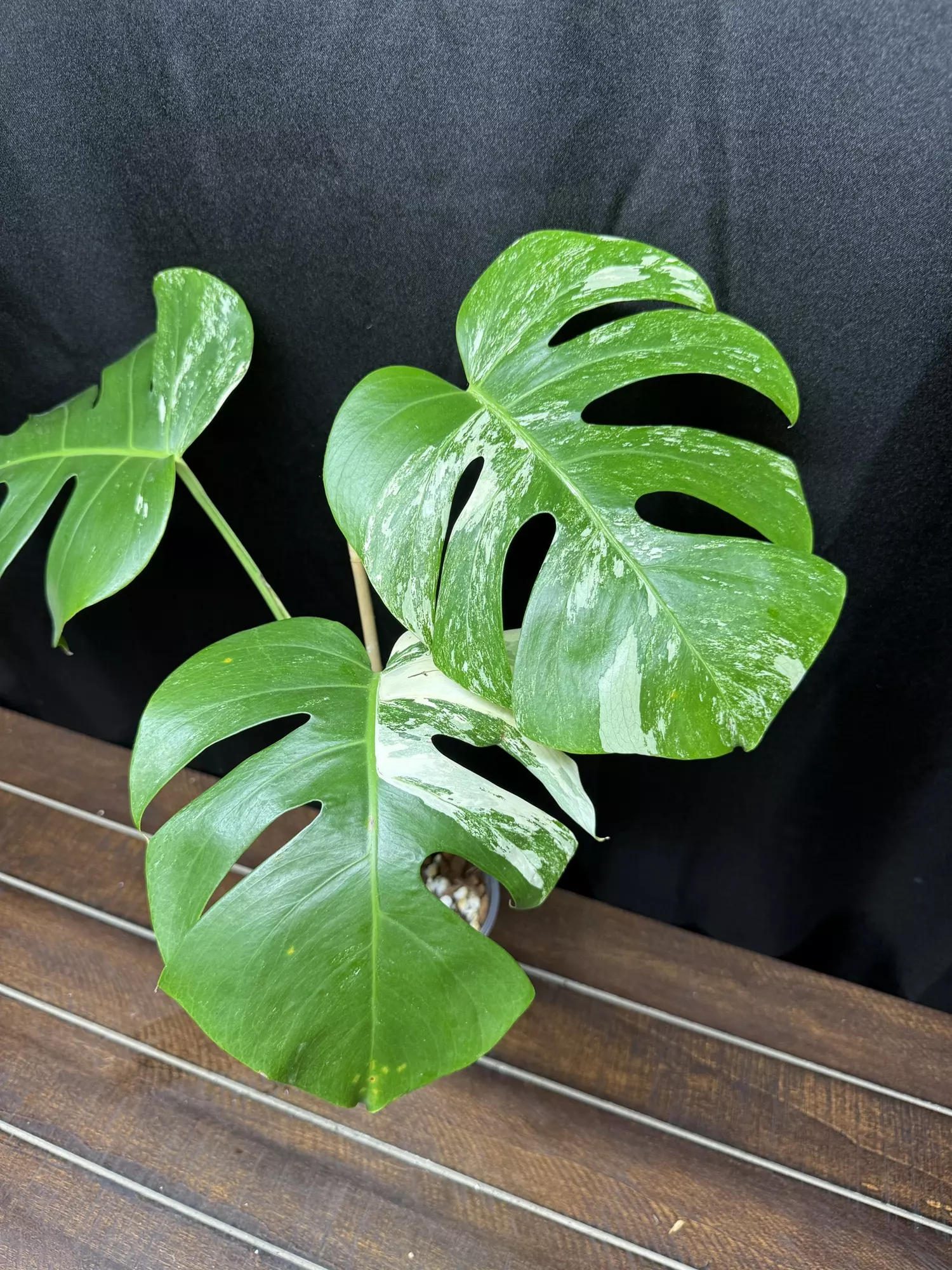 plant/Monstera Albo-0