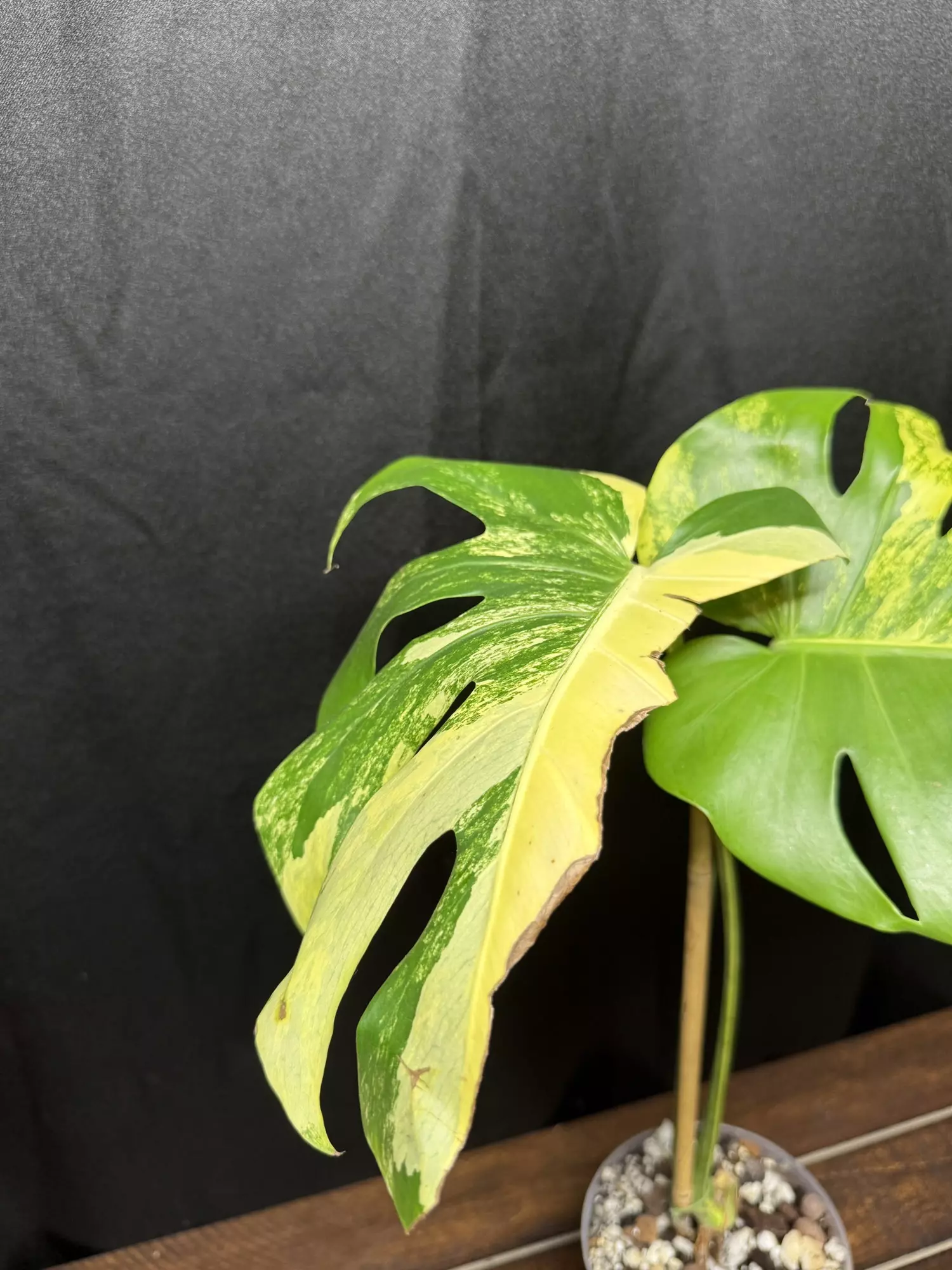 plant/Monstera Pom Pom-1