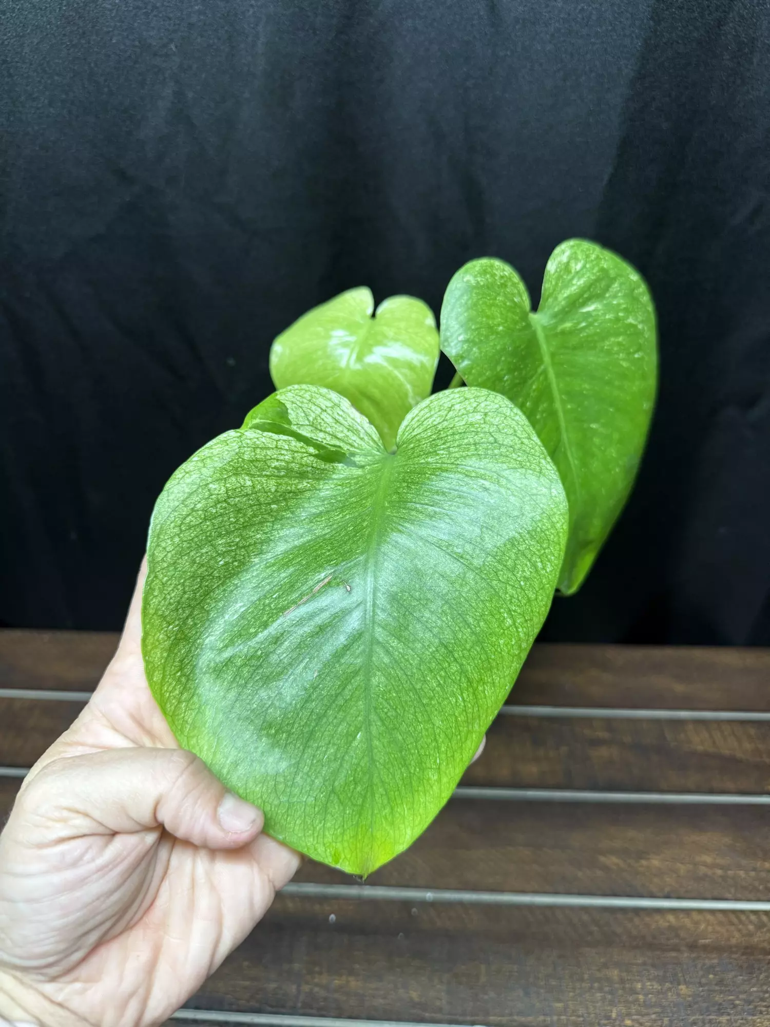 plant/Monstera Silver Star-0