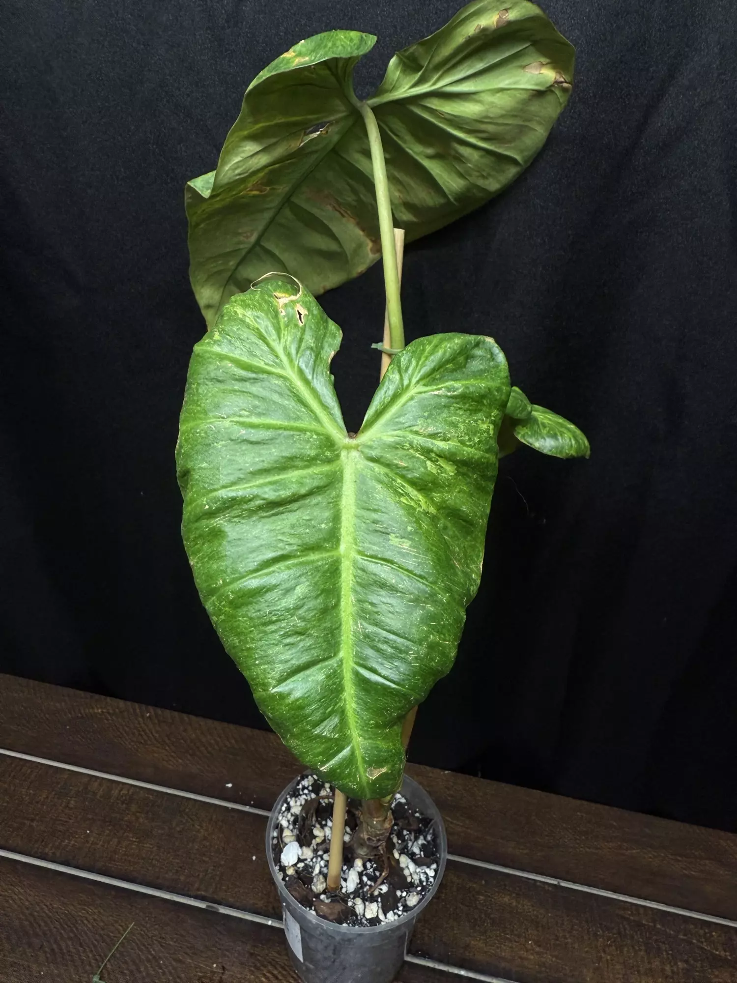 plant/Philodendron El Choco x Var. Billie-1
