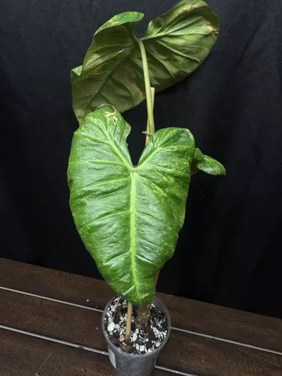 plant/Philodendron El Choco x Var. Billie-1-thumbnail
