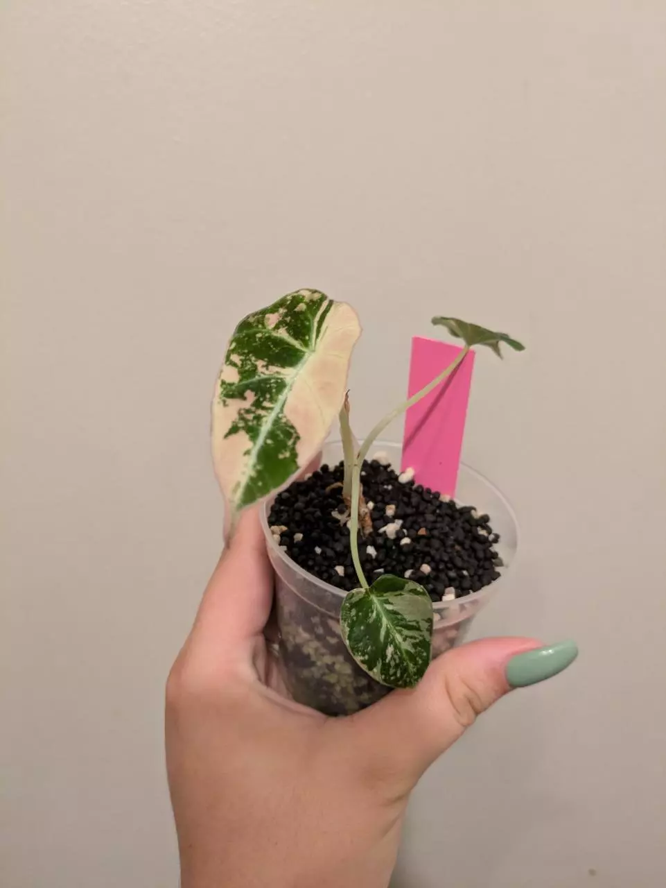 plant/Alocasia Pink Black Velvet-0