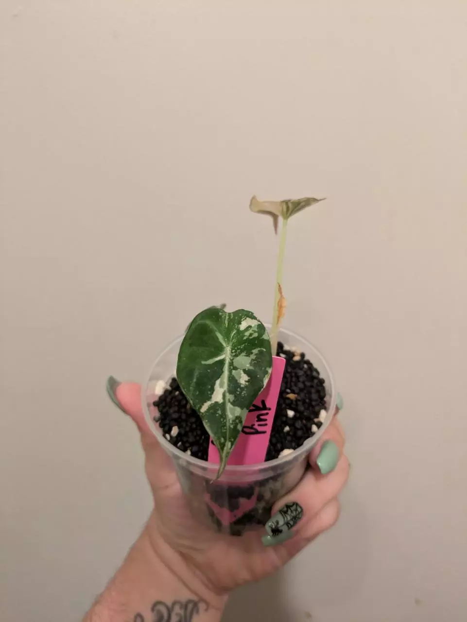 plant/Alocasia Pink Black Velvet-1
