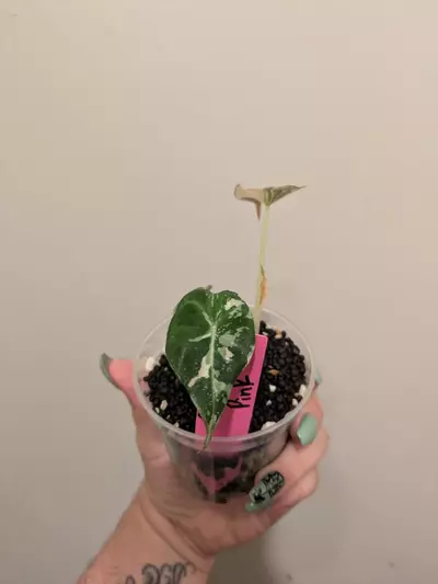 plant/Alocasia Pink Black Velvet-1-thumbnail