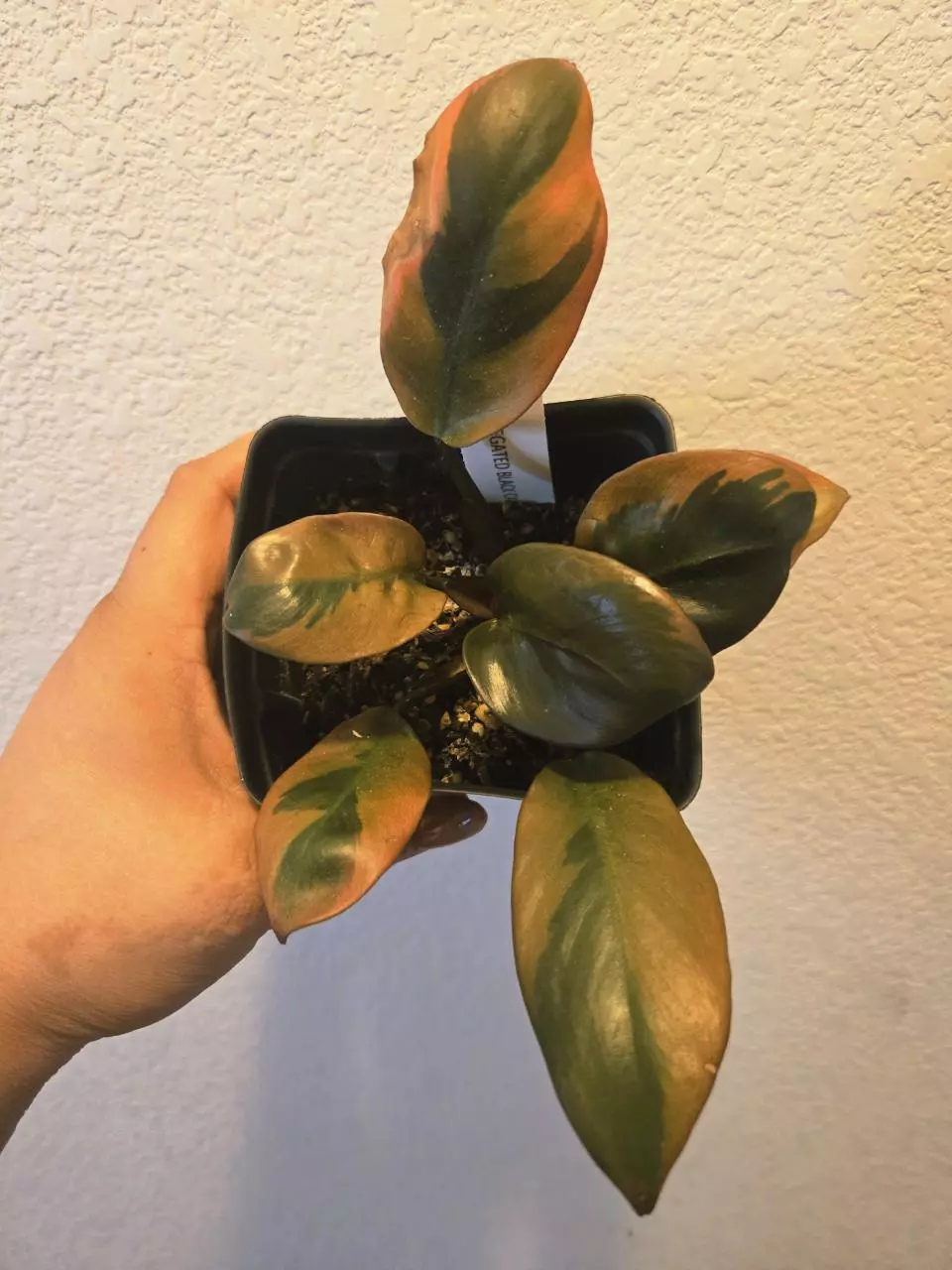 plant/philo black cardinal variegated-0