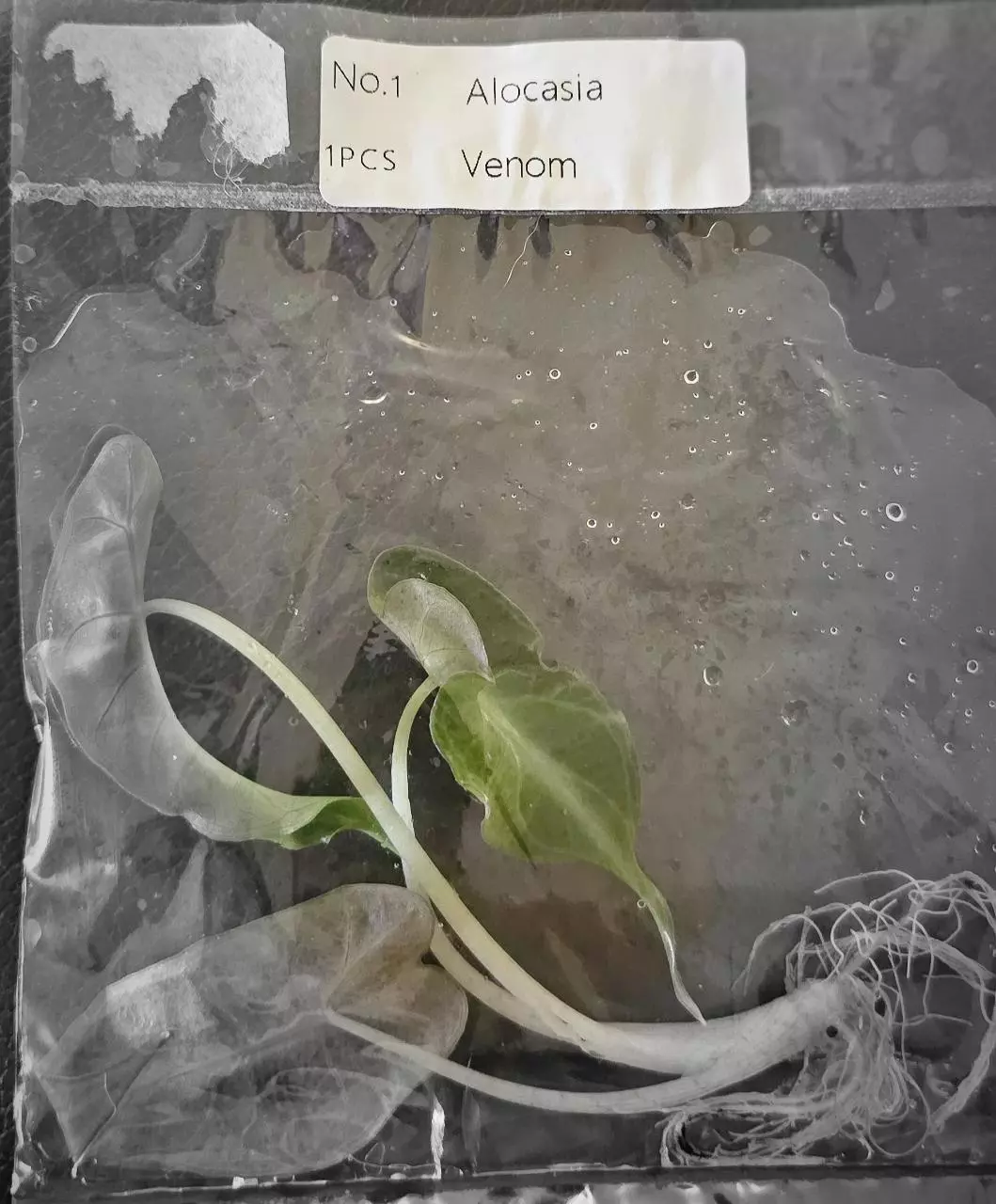 plant/Alocasia Venom Tissue Culture Grower's Choice-0