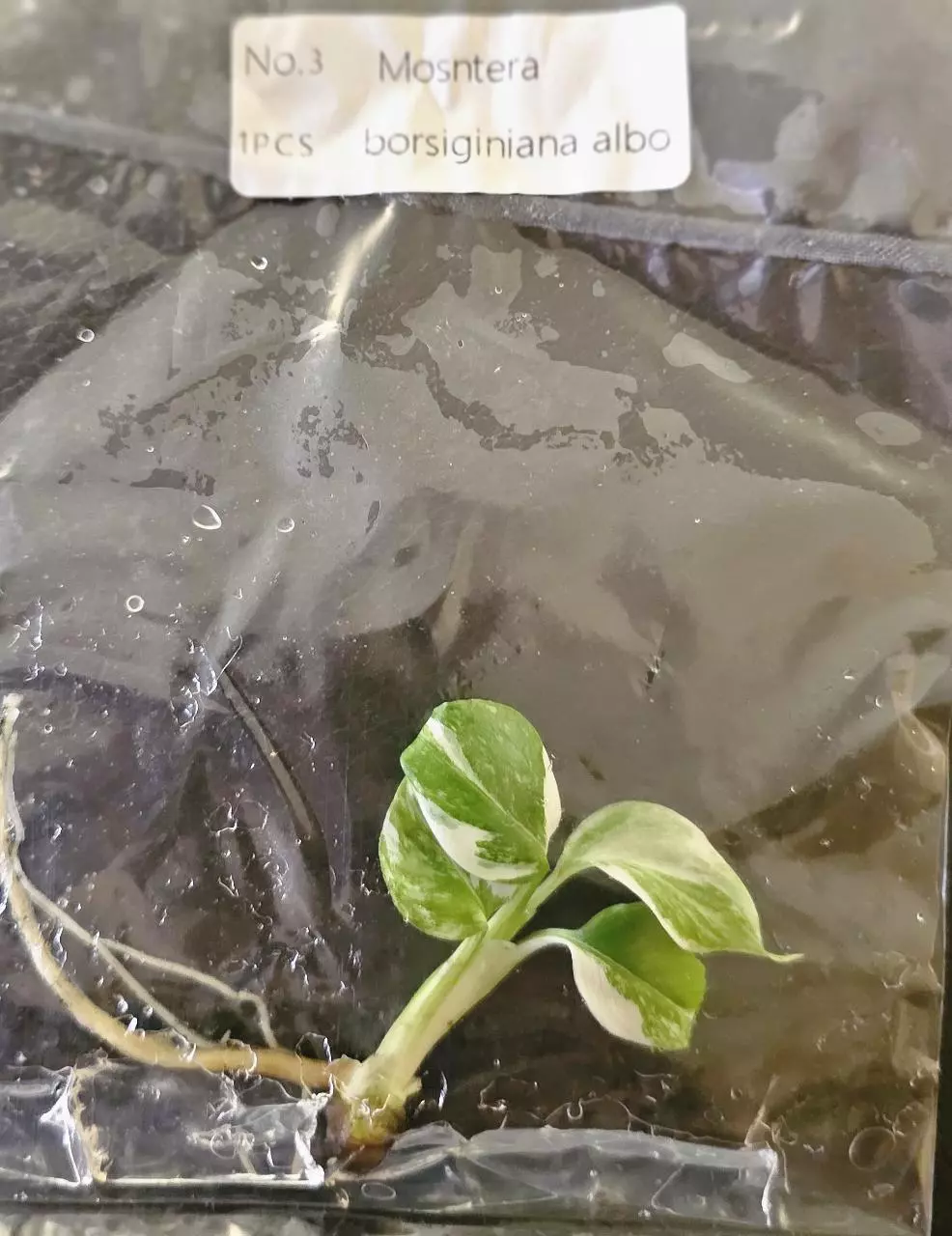plant/Monstera Borsigiana Albo Tissue Culture Grower's Choice-0