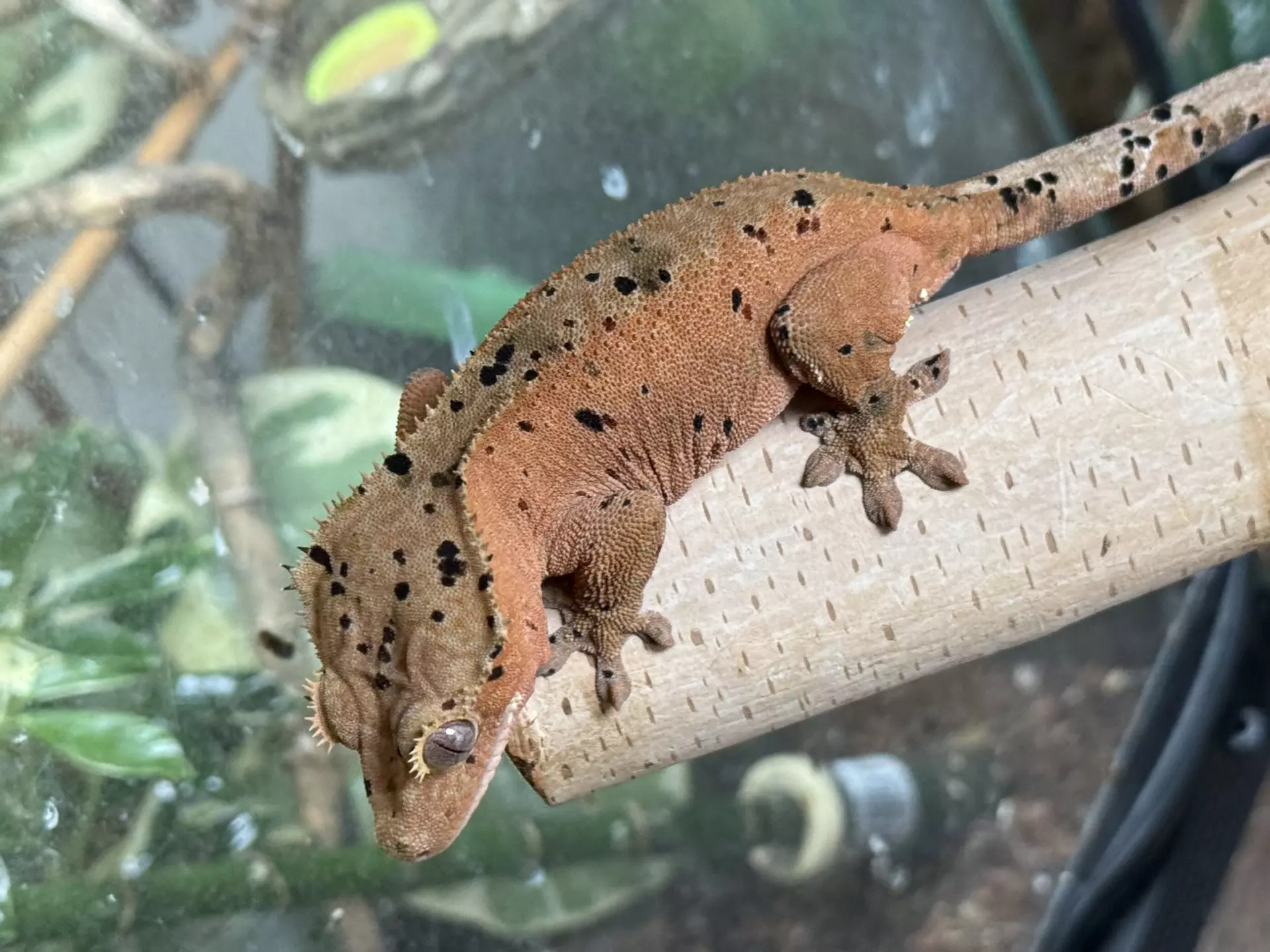 plant/11- Ladybug x Jammin’- almost RTB female-0