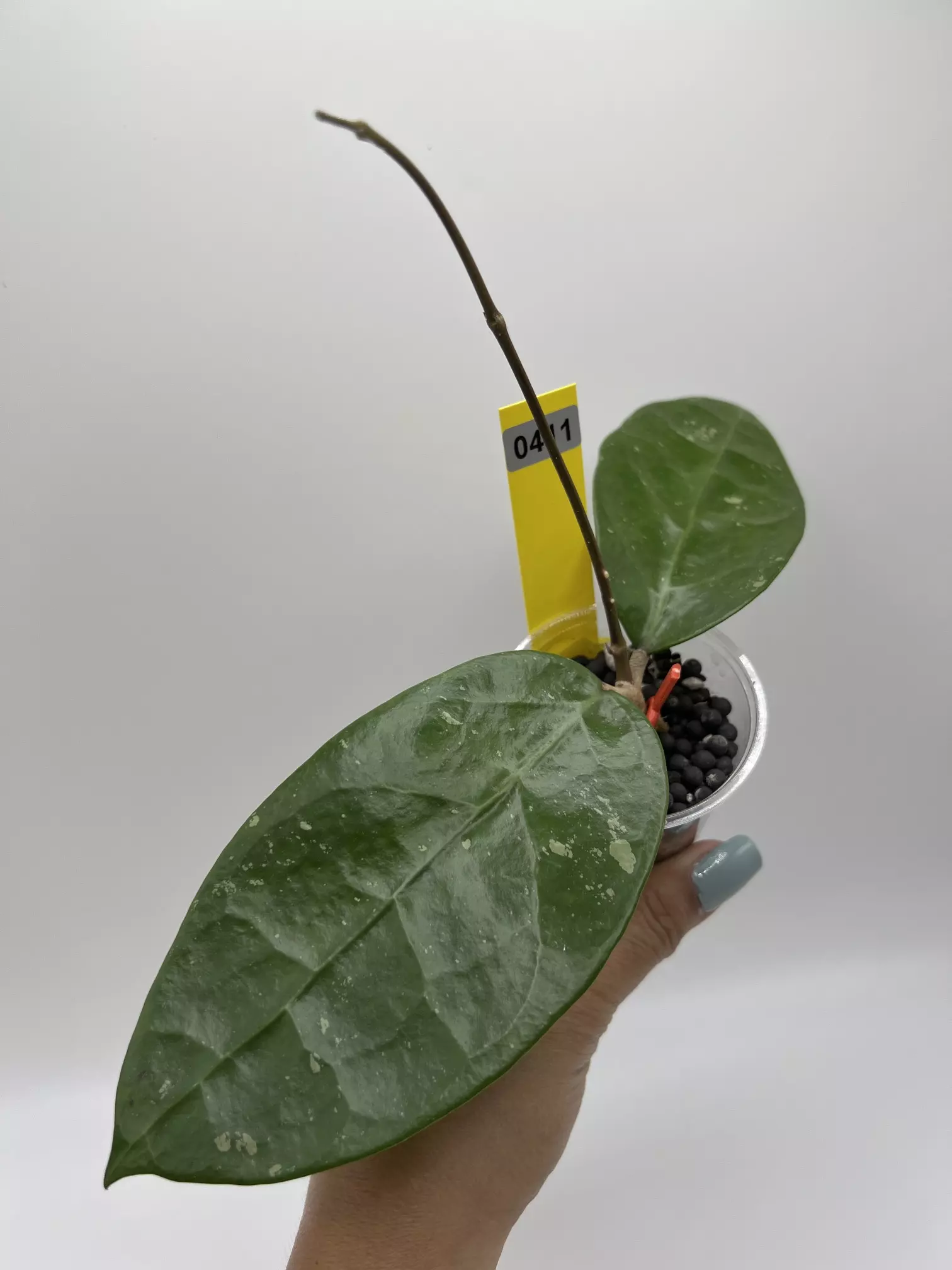 plant/AH 026-0