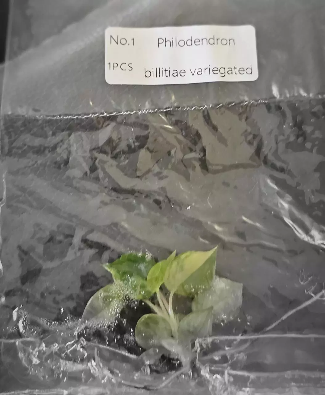 plant/Philodendron Billietiae Variegated TC Grower's Choice-0