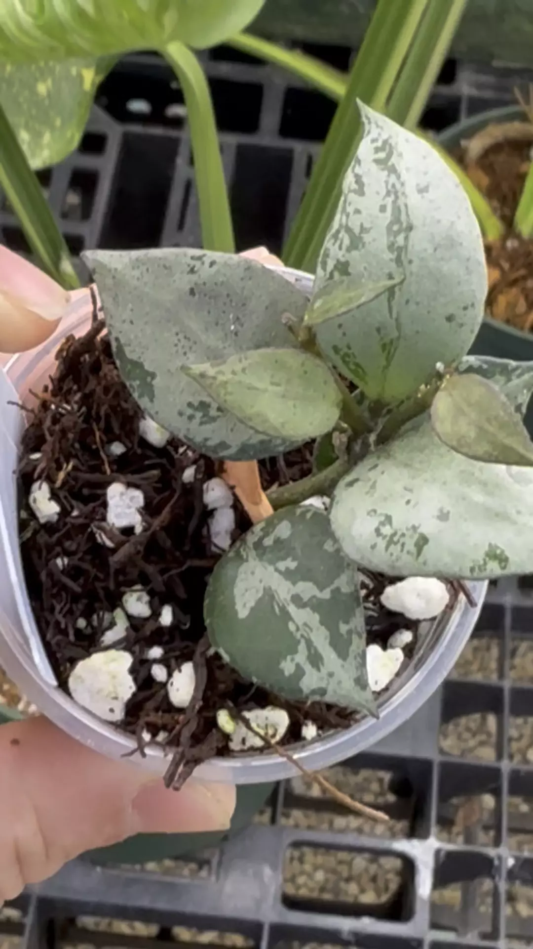 plant/PL260: Lacunosa Green Flame-0