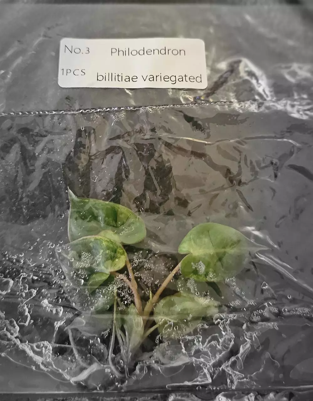 plant/Philodendron Billietiae Variegated TC Grower's Choice-4