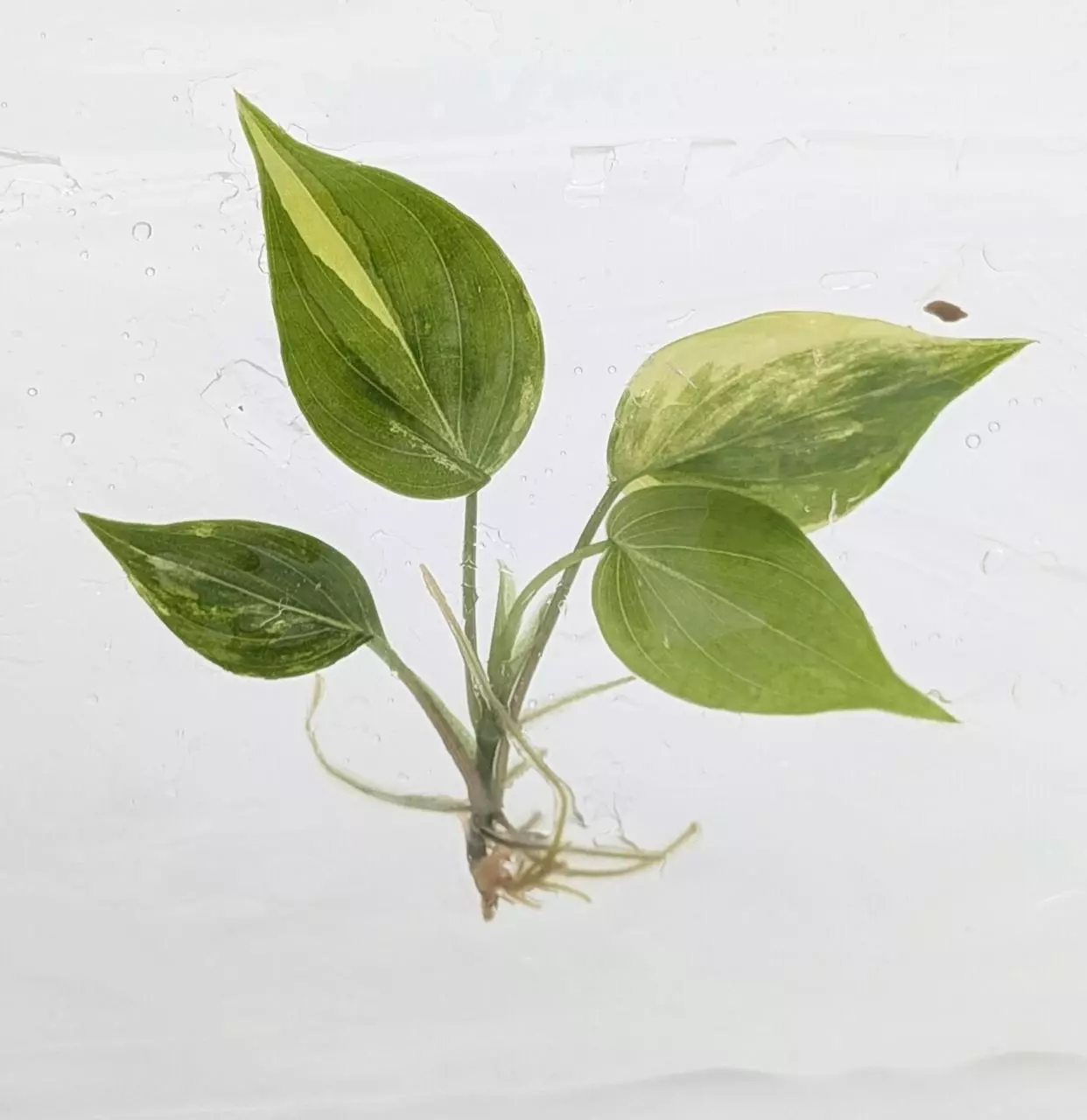 plant/Seller's Choice! Seller's choice Variegated Philodendron Mican TC in bag-0