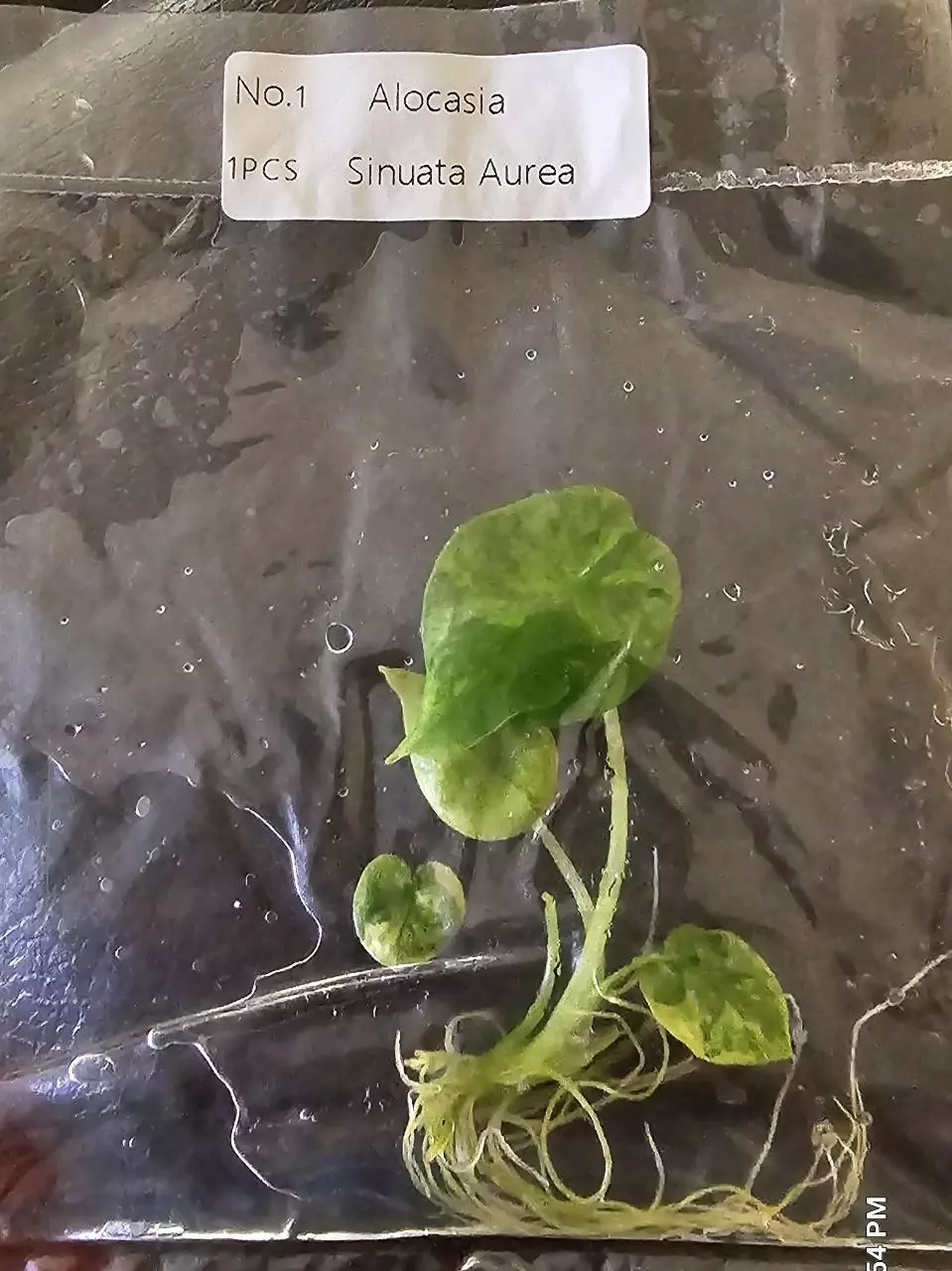 plant/Alocasia Sinuata Aurea Variegated TC Grower's Choice-0