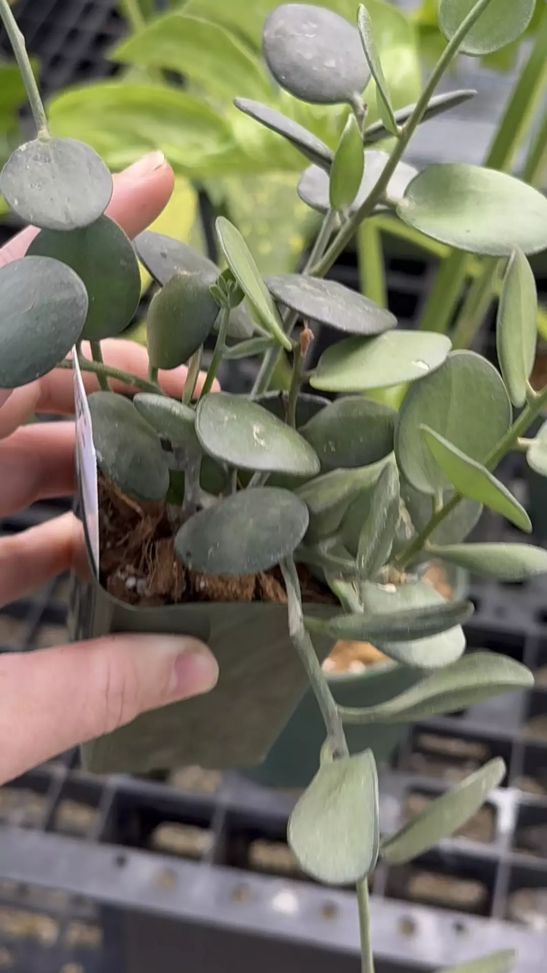 plant/PL266: Peperomia Silver Dollar Coins-0