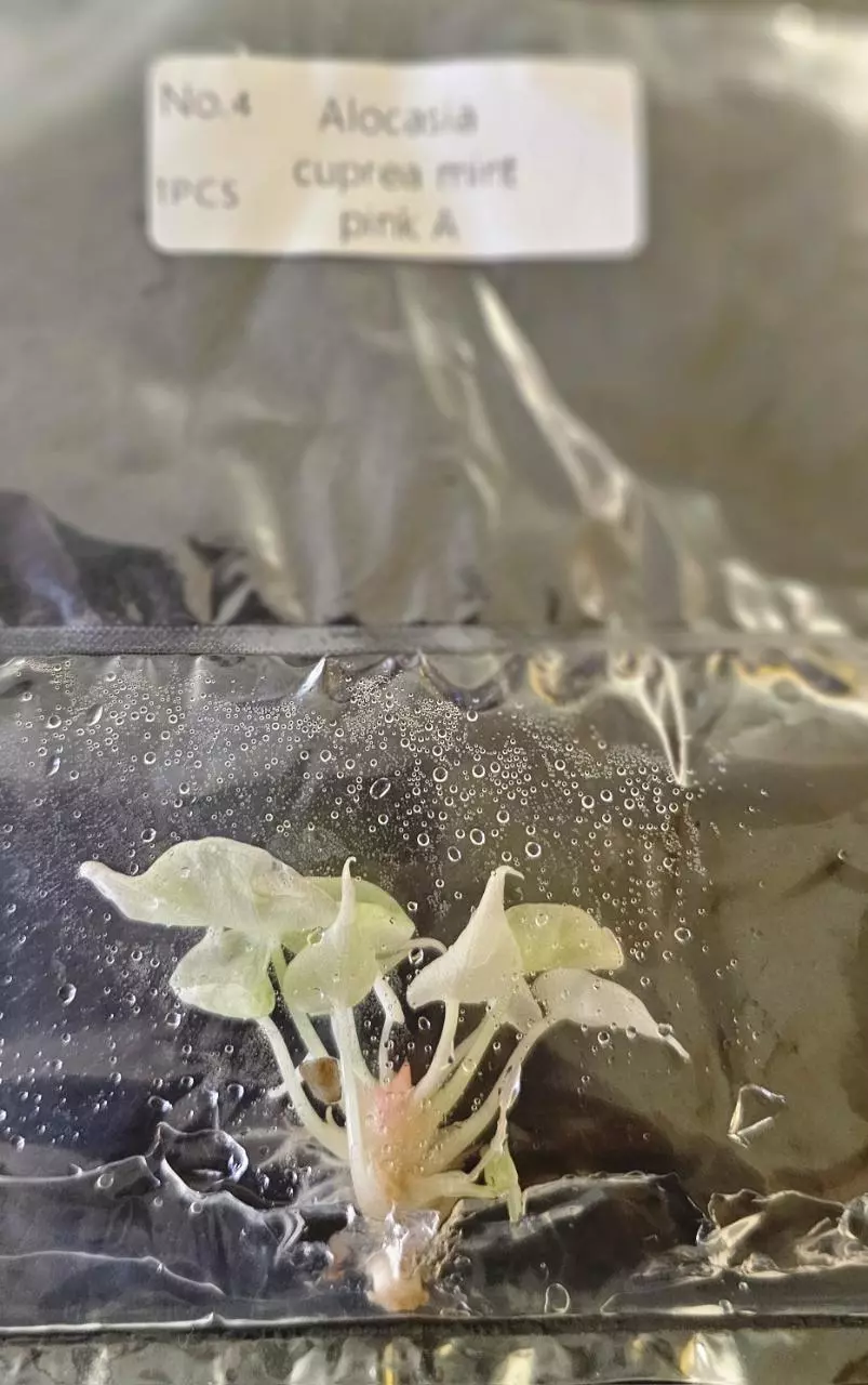plant/Alocasia Cuprea Mint Pink Variegated Tissue Culture Grower's Choice-1