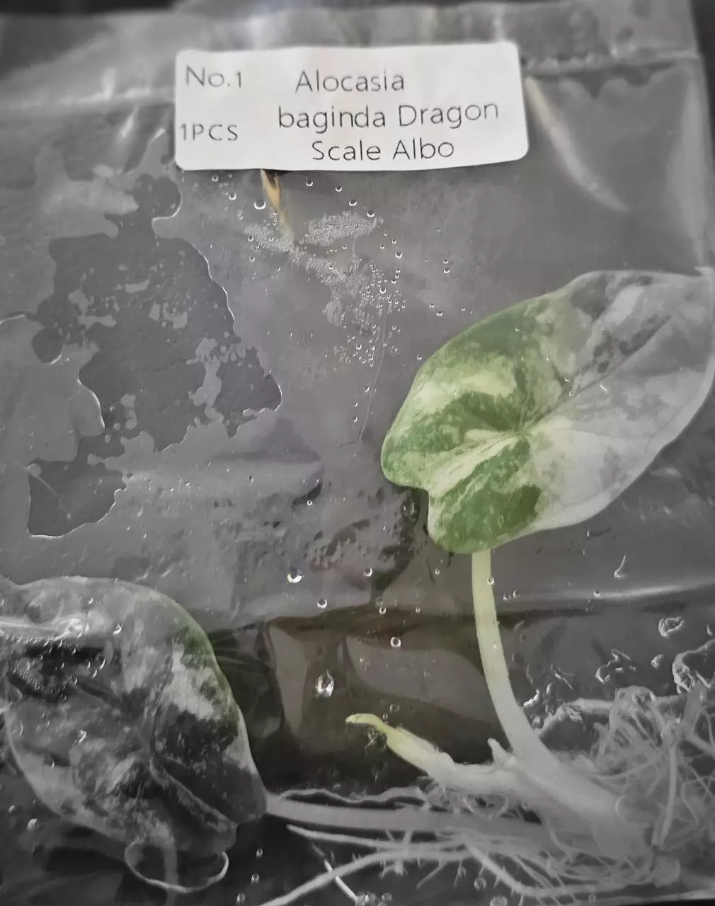 plant/Alocasia Baginda Dragon Scale Albo Tissue Cultures Grower's Choice-0