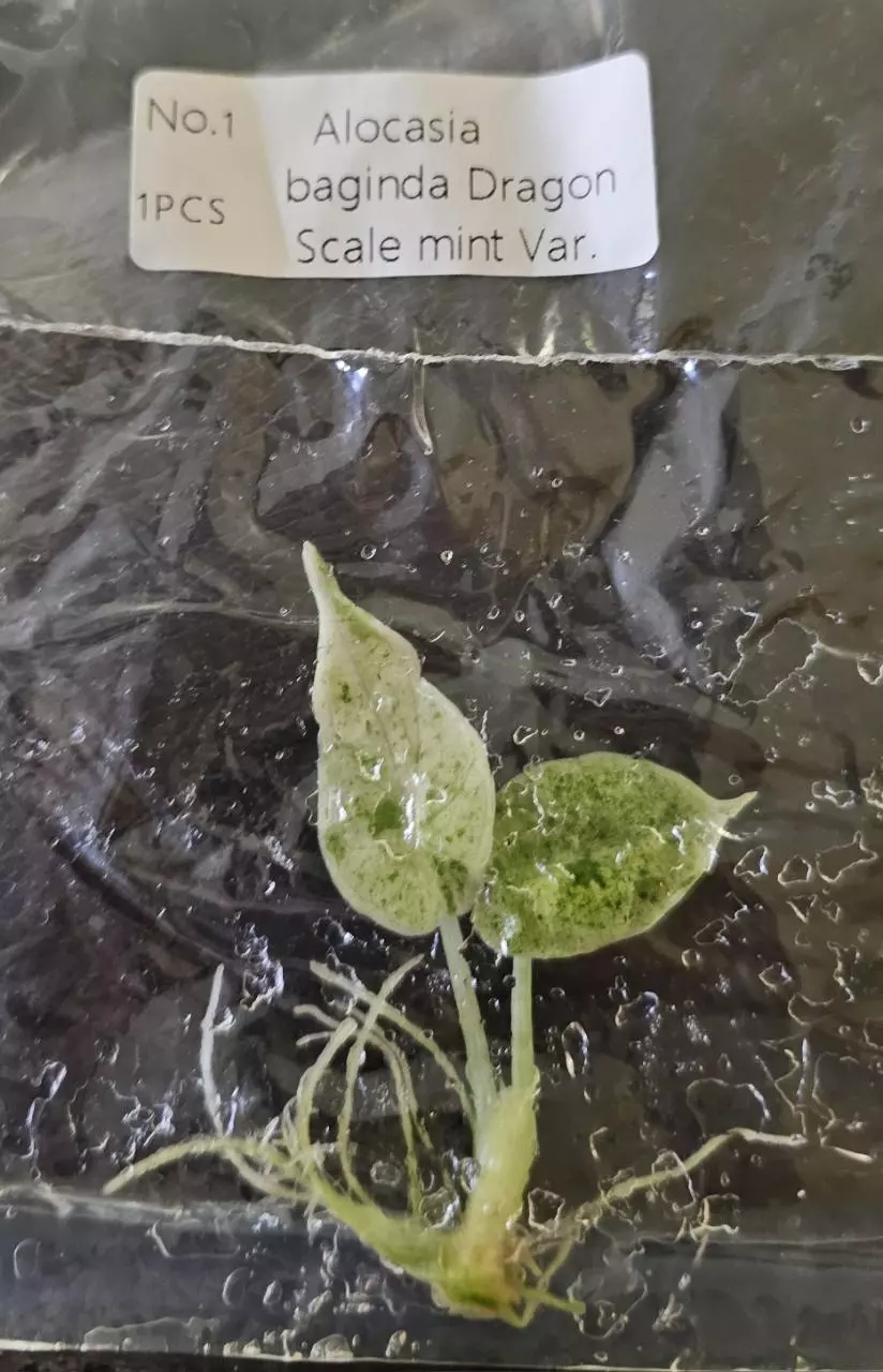 plant/Alocasia Baginda Dragon Scale Mint Tissue Culture Grower's Choice-0
