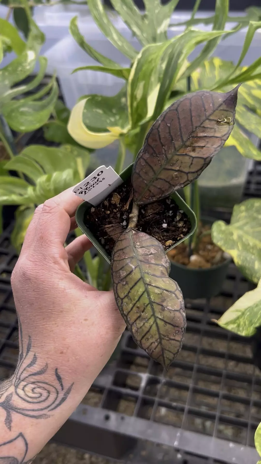 plant/PL230: sun-kissed Ganung Gading Ghost (lightly rooted)-0