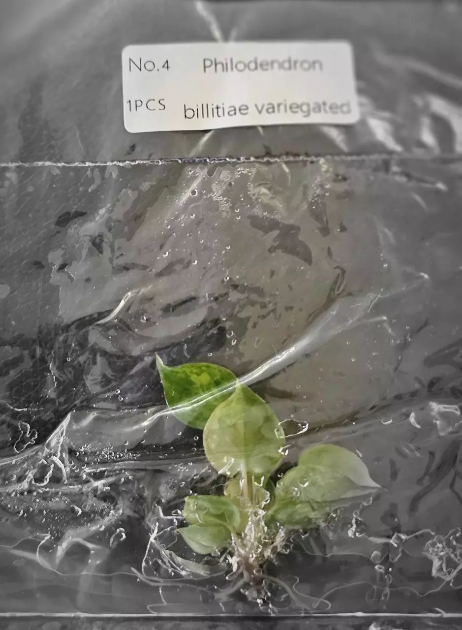 plant/Philodendron Billietiae Variegated TC Grower's Choice-1