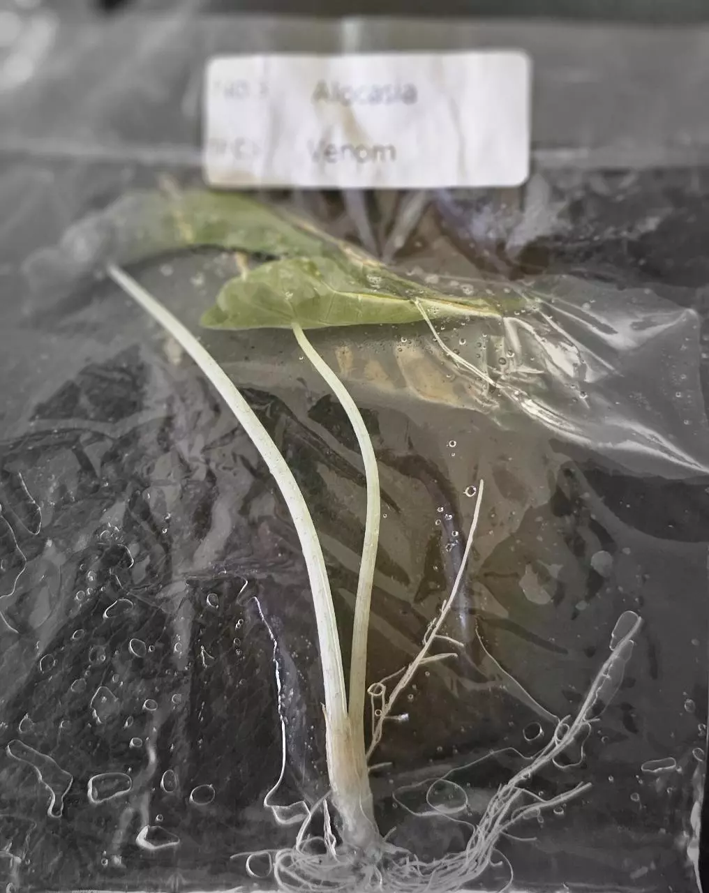 plant/Alocasia Venom Tissue Culture Grower's Choice-1