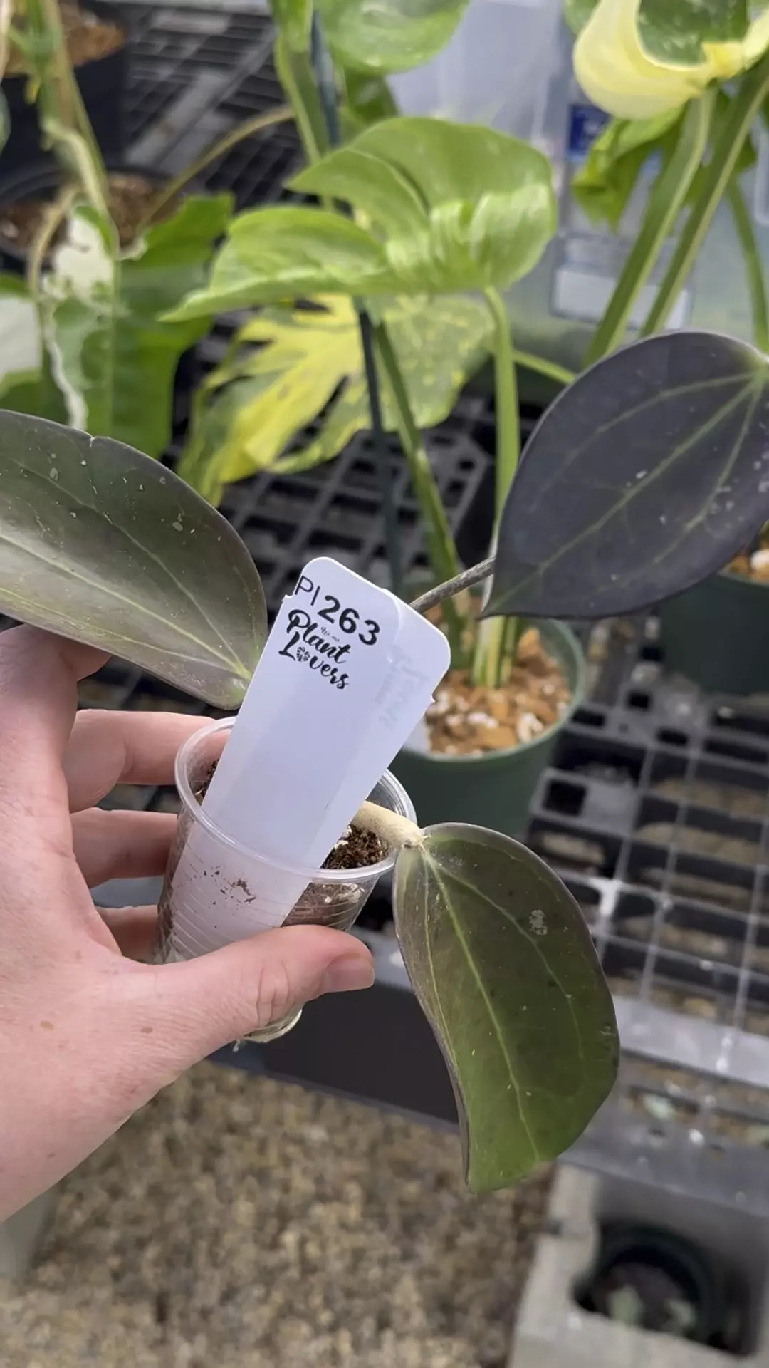 plant/PL263: AH Black Magic-0