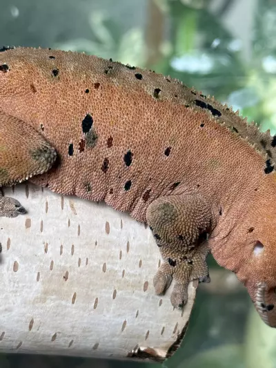 plant/11- Ladybug x Jammin’- almost RTB female-3-thumbnail