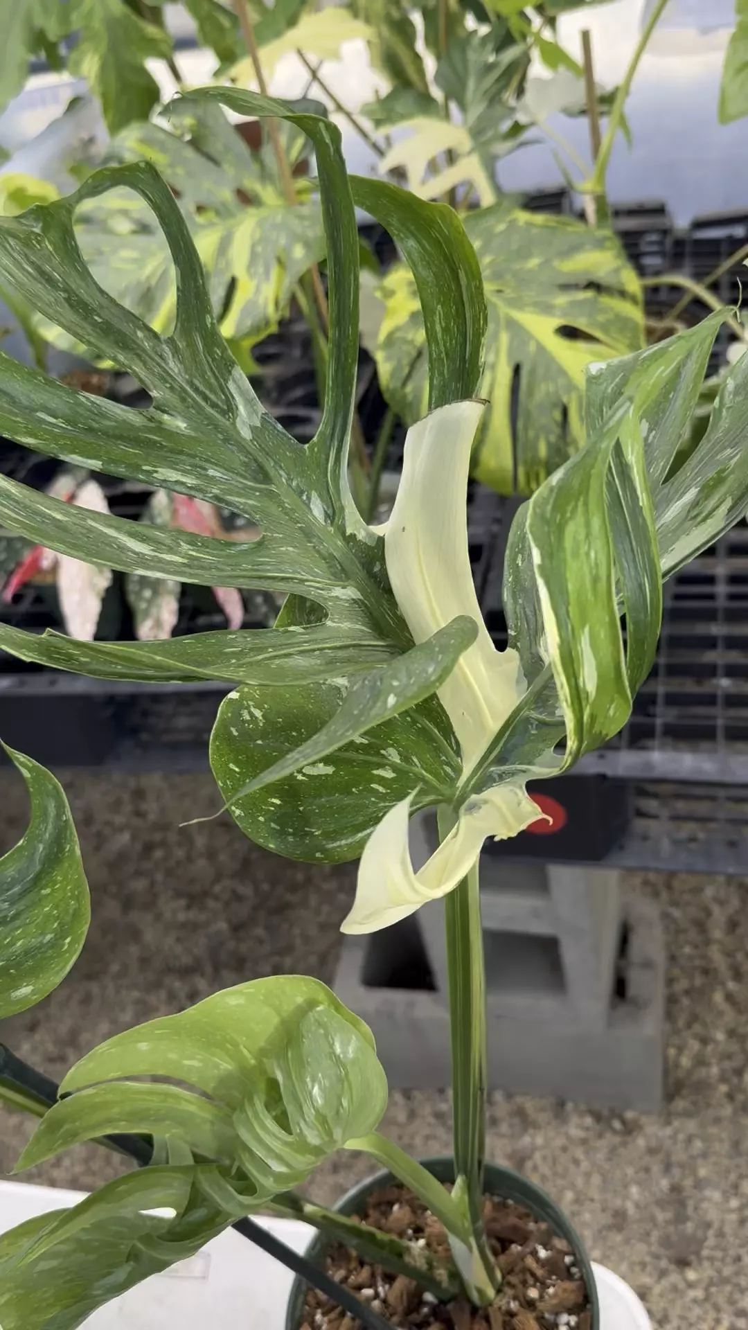 plant/PL274: Monstera Medusa-0