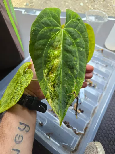 plant/*BUTT CUT* Anthurium Variegated Papi x AOS-0-thumbnail