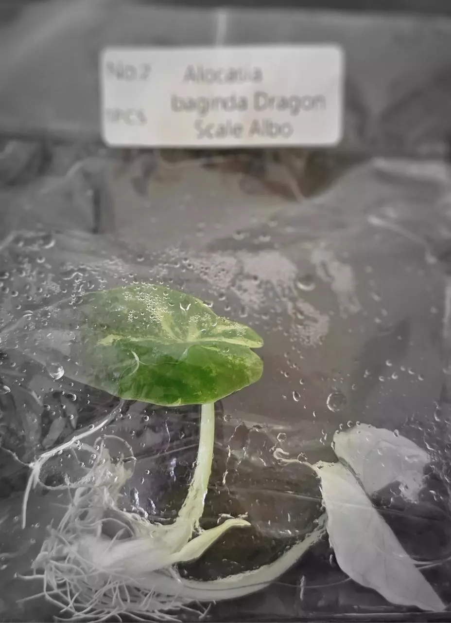 plant/Alocasia Baginda Dragon Scale Albo Tissue Cultures Grower's Choice-4