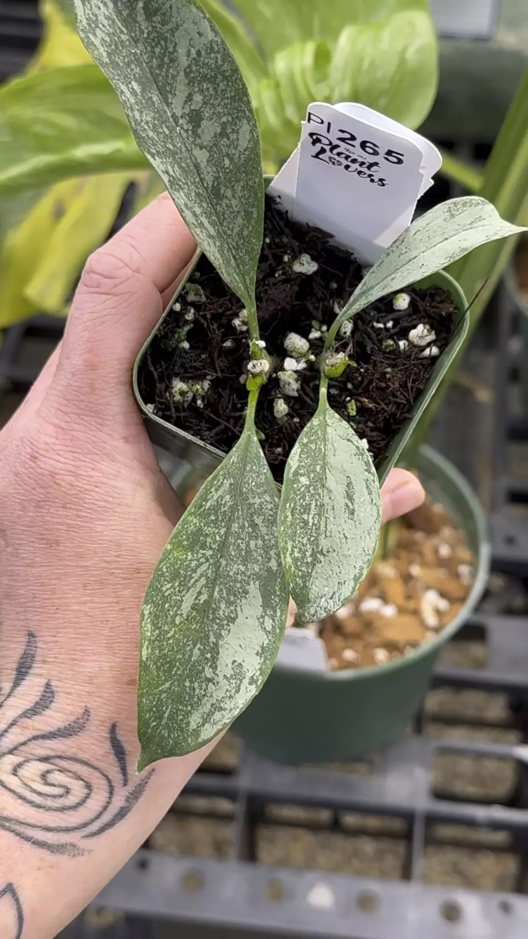 plant/PL265: Oculata Silver-0