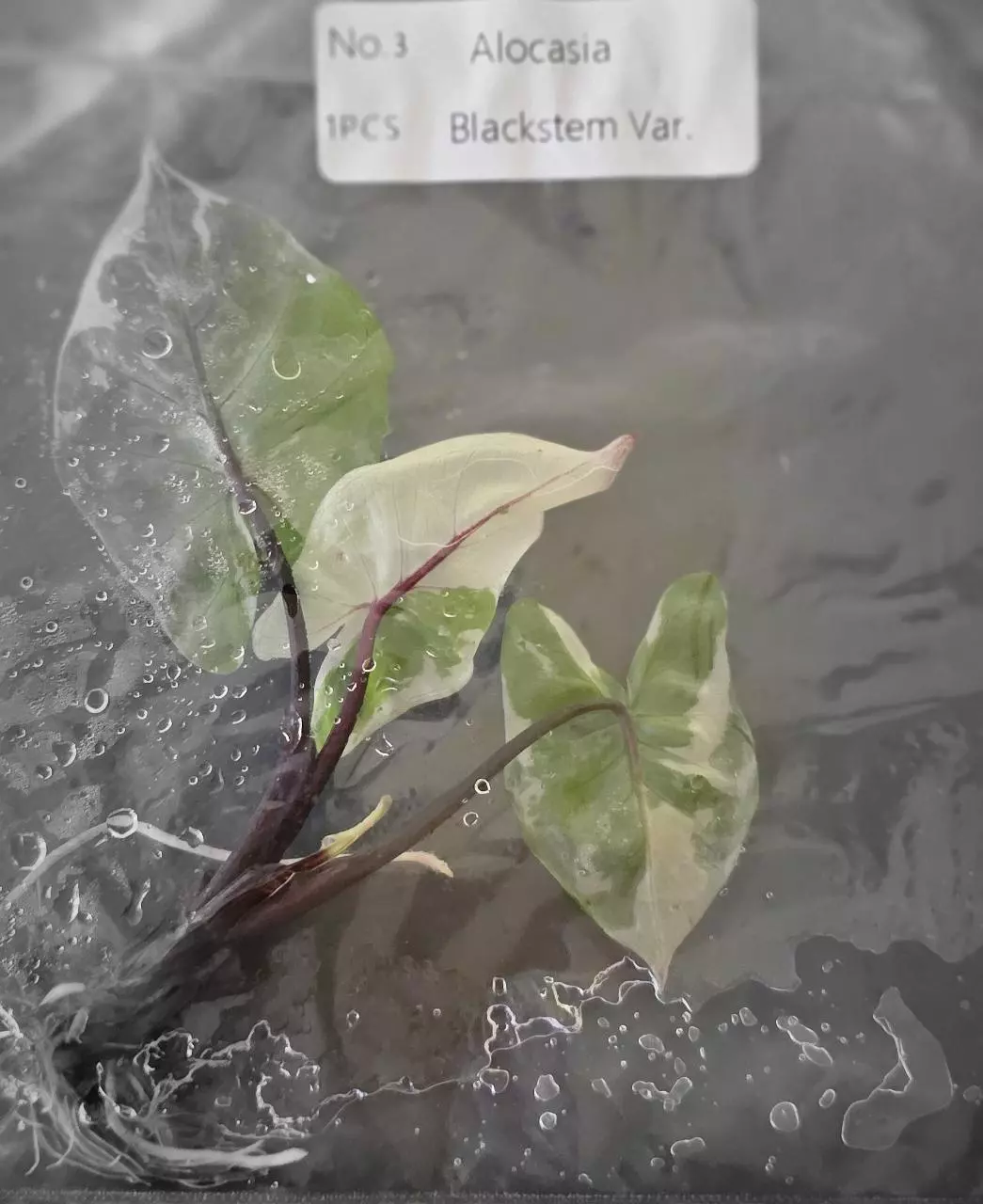 plant/Alocasia Blackstem Variegated TC Grower's Choice-4