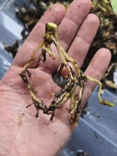 plant/*BUTT CUT* Anthurium Variegated Papi x AOS-2-thumbnail